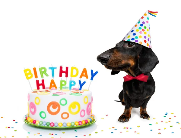 Happy Birthday Hund — Stockfoto