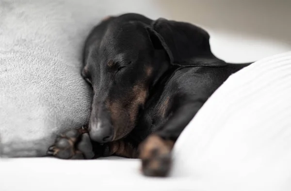 Cão doente, doente ou dormindo — Fotografia de Stock