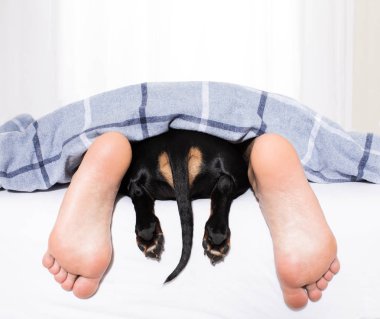 uyuyan köpek ve yatakta sahibi