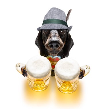 Bavyera bira dachshund sosis köpek 