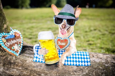 Bavyera bira köpek 