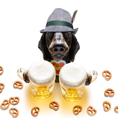 Bavyera bira dachshund sosis köpek 