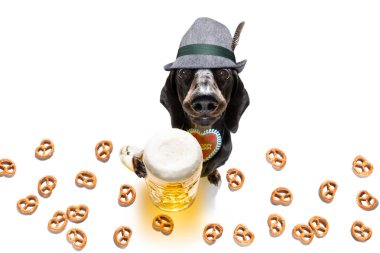 Bavyera bira dachshund sosis köpek 