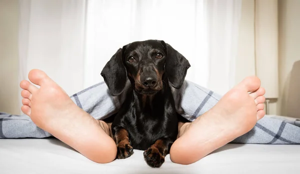 ベッドで眠っている犬と所有者 — ストック写真