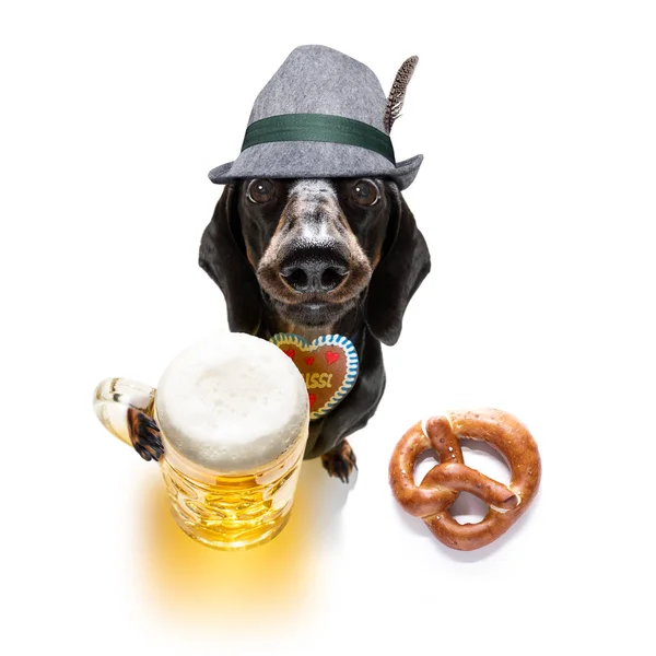 Bavarian beer dachshund sausage dog — Stock Photo, Image