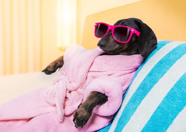 犬スパ ウェルネス サロン — ストック写真