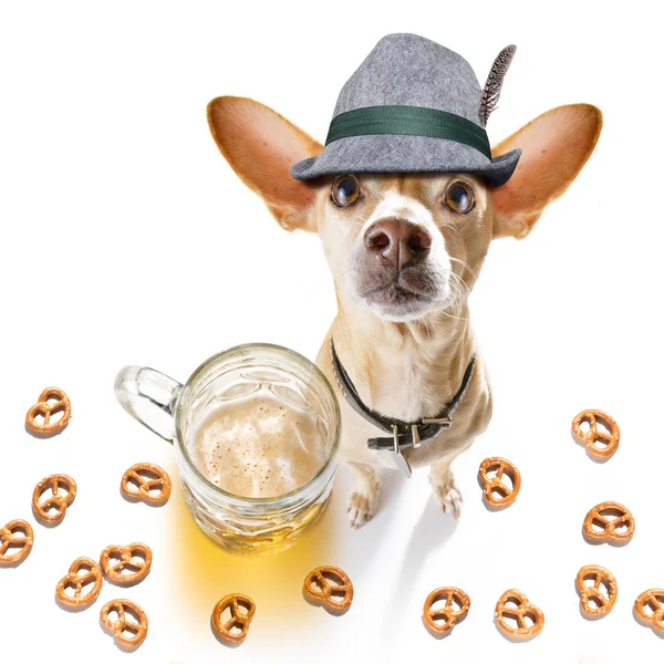 Beierse bier Chihuahua hond — Stockfoto