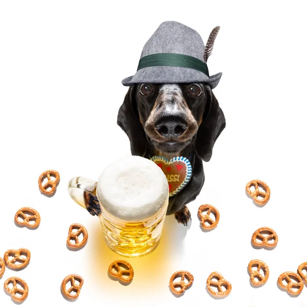 Bavarese birra bassotto salsiccia cane — Foto Stock