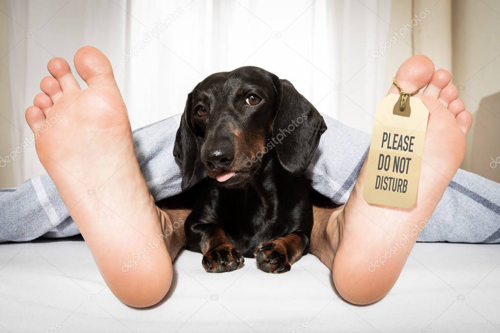 sleeping dog and owner in bed