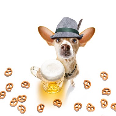 bavyera bira chihuahua köpek 