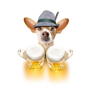 bavyera bira chihuahua köpek 