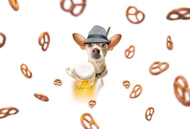 Bavyera bira dachshund sosis köpek 
