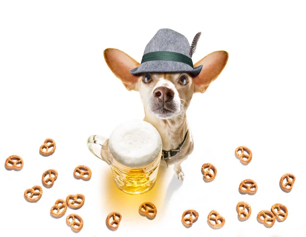 Bayerischer Bier-Chihuahua-Hund — Stockfoto