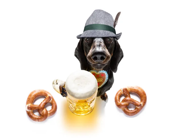 Beierse bier teckel worst dog — Stockfoto