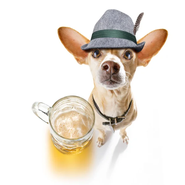 Bavarois bière chihuahua chien — Photo