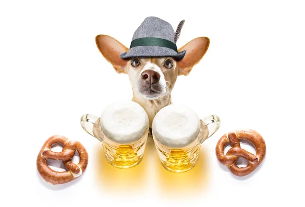 Bayerischer Bier-Chihuahua-Hund — Stockfoto