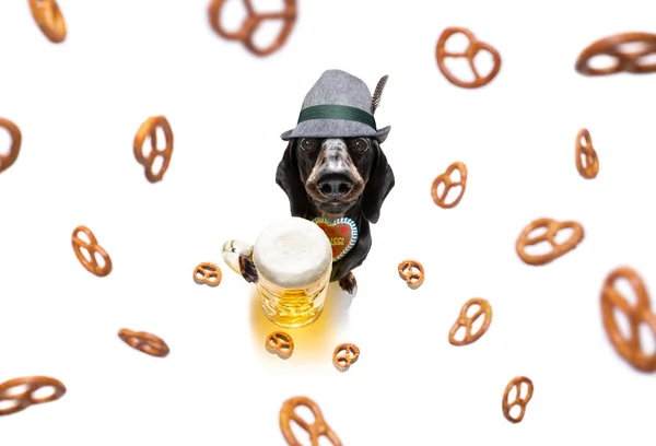 Bavarese birra bassotto salsiccia cane — Foto Stock