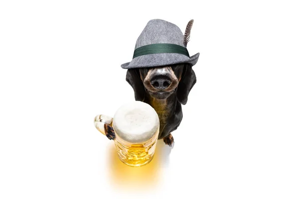 Bavarois bière teckel saucisse chien — Photo