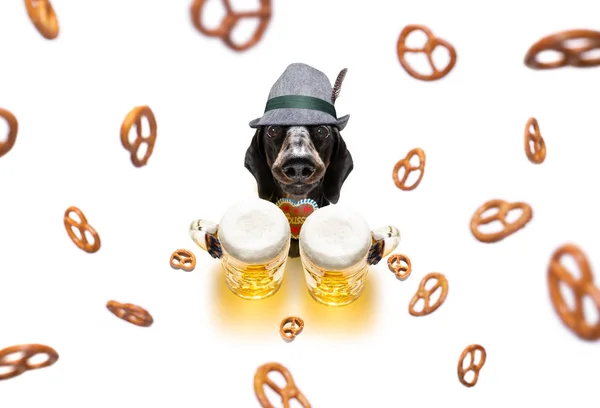 Bavarian beer dachshund sausage dog — Stock Photo, Image