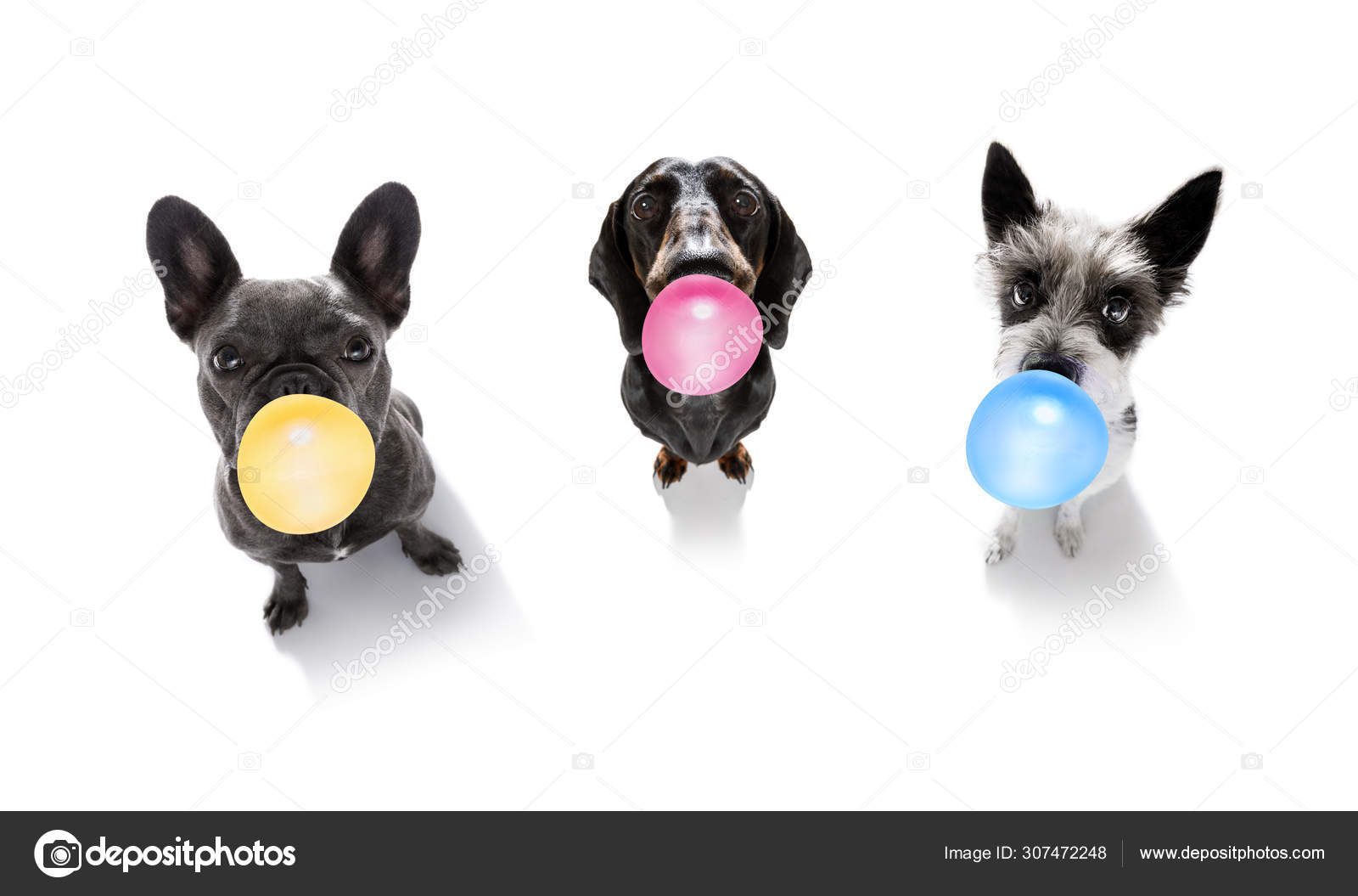 Dog chewing bubble gum Stock Photo by ©damedeeso 307472248