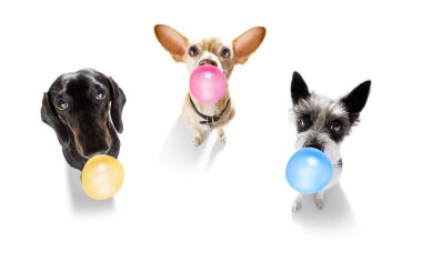 dog chewing bubble gum clipart