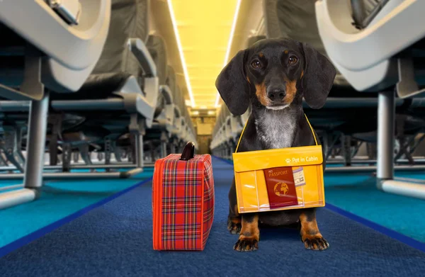 Cão como animal de estimação na cabine no avião — Fotografia de Stock