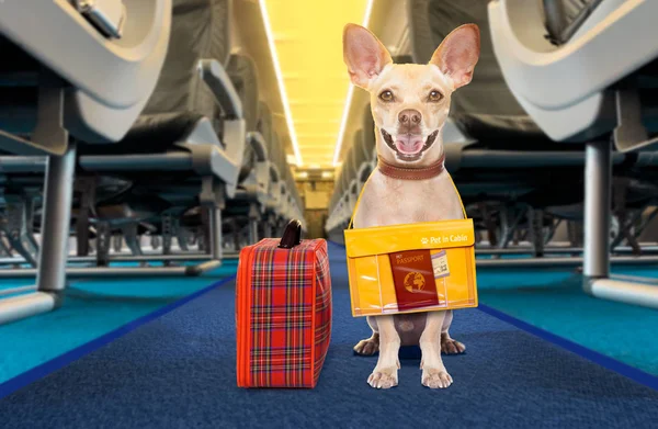 Uçakta kabinde evcil hayvan olarak köpek — Stok fotoğraf