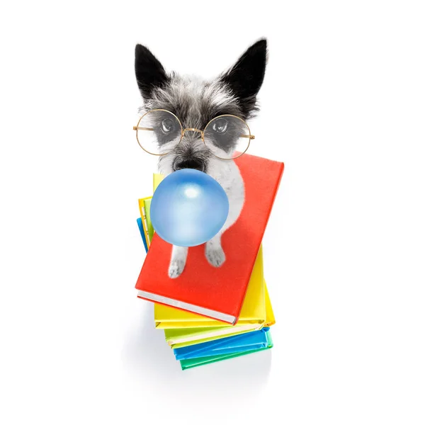 Kluger Hund und Bücher, Kaugummi kauend — Stockfoto