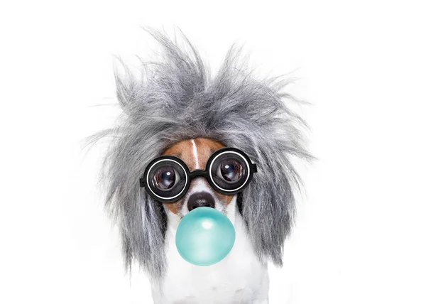 Intelligent chien intelligent avec une idée, mâcher chewing-gum bulle — Photo