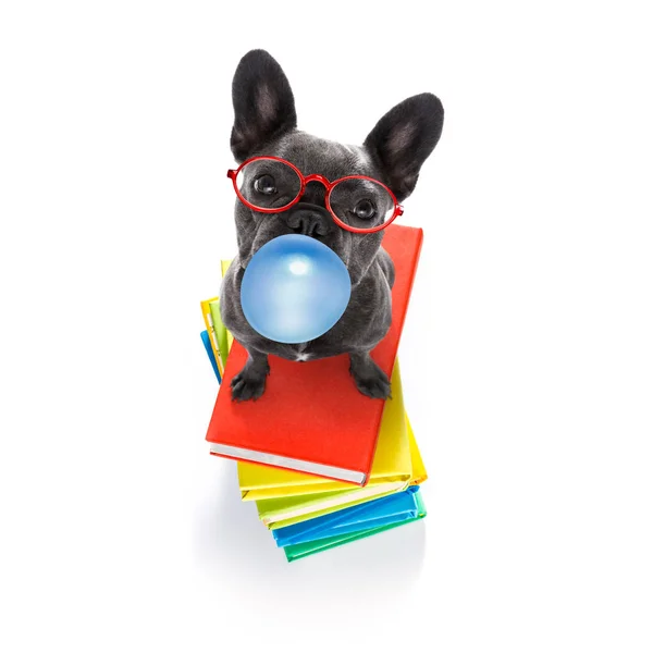 Smart dog and books, chewing bubble gum — Stock Photo, Image