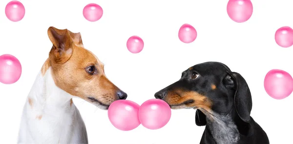 Par hundar i kärlek, tugga tuggummi — Stockfoto