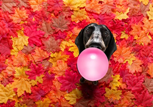 Hund tugga tuggummi — Stockfoto