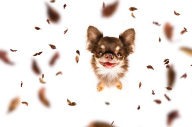 sonbaharda tasma ile köpek ve sahibi