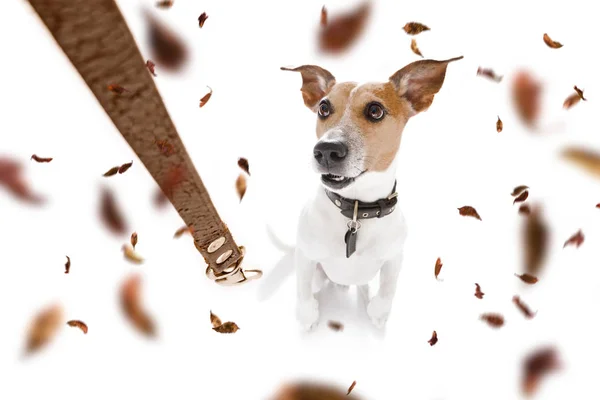 Собака и владелец с поводком осенью — стоковое фото
