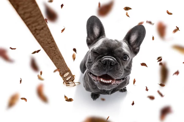 Hund och ägare med koppel i höst höst — Stockfoto