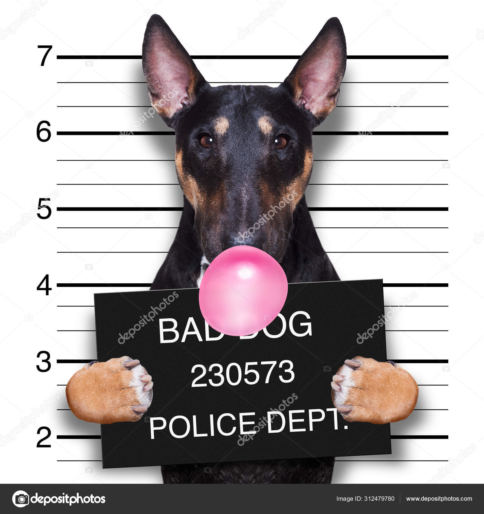 Mugshot dog at police station Stock Photo by ©damedeeso 312479780