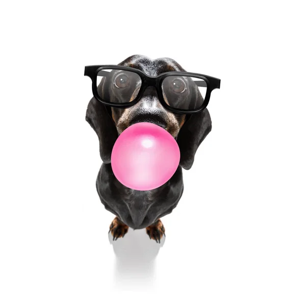 Dog chewing bubble gum — Stock Photo, Image