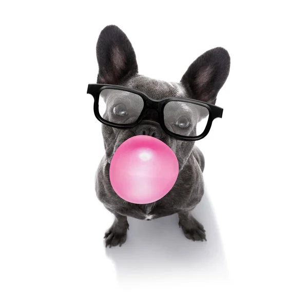 Cão de mascar chiclete — Fotografia de Stock
