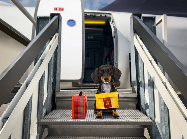 Cão como animal de estimação na cabine no avião — Fotografia de Stock