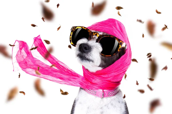 Chic diva dog in autumn or fall windy — ストック写真