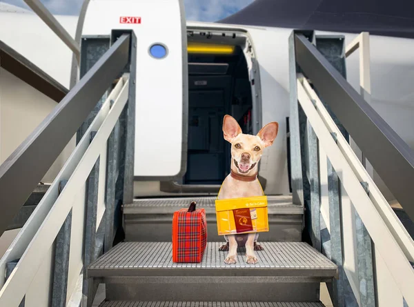 Dog as pet in cabin in airplane — Stock Photo, Image