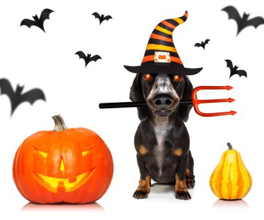 Cadılar Bayramı hayalet köpek oyun ya da şeker