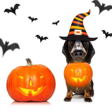 Cadılar Bayramı hayalet köpek oyun ya da şeker