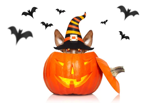 Halloween ghost dog trick or treat — Stockfoto