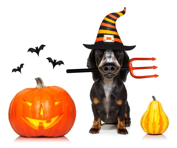 Halloween ghost dog trick or treat — стоковое фото