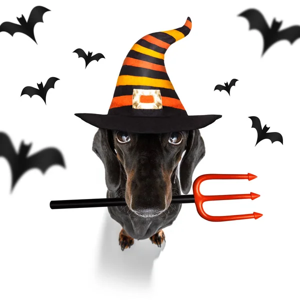 Halloween spöke hund Bus eller godis — Stockfoto