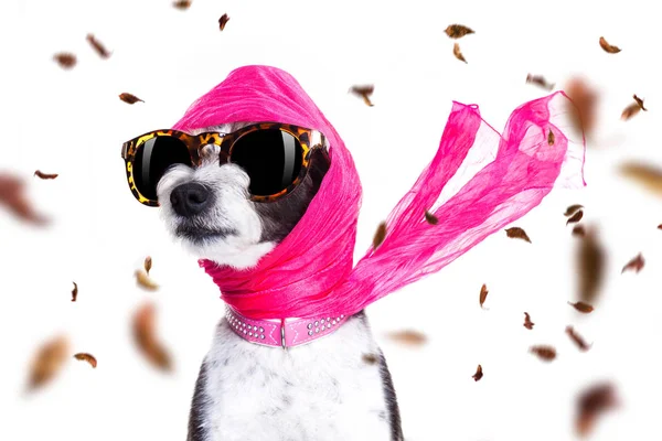 Chic diva dog in autumn or fall windy — Stock Photo, Image