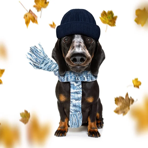 Hund und Herrchen im Herbst — Stockfoto