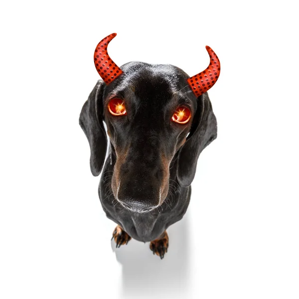 Halloween Geisterhund Trick oder Leckerbissen — Stockfoto