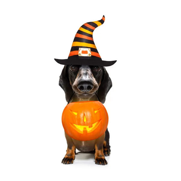 Halloween fantasma cão truque ou tratar — Fotografia de Stock